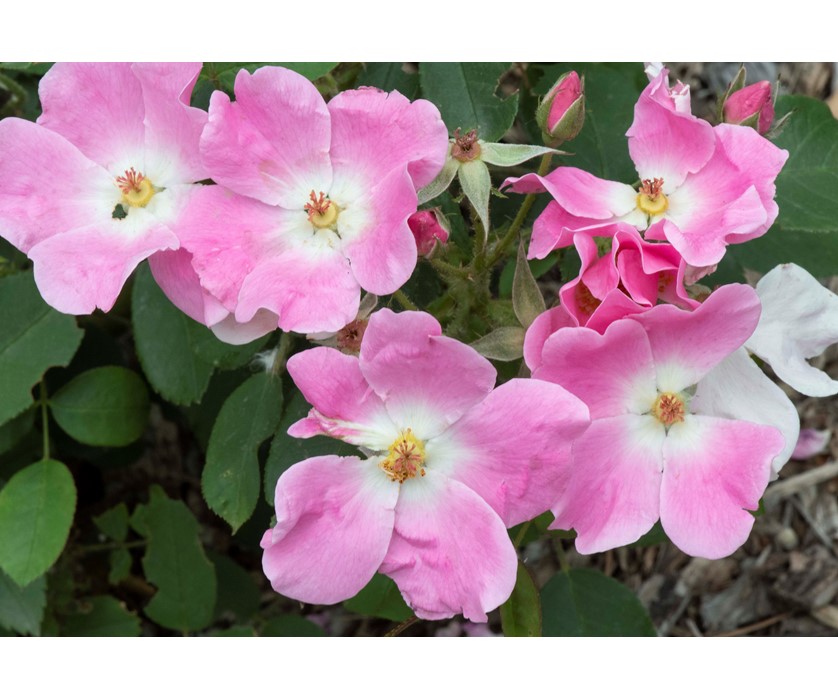 Nearly Wild Rose